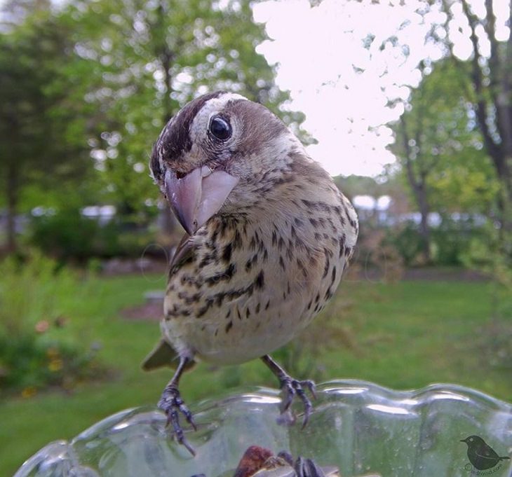 Photographs of different species of birds caught on camera by Lisa AKA Ostdrossel, using a camera attached to her bird feeder, Grosbeak