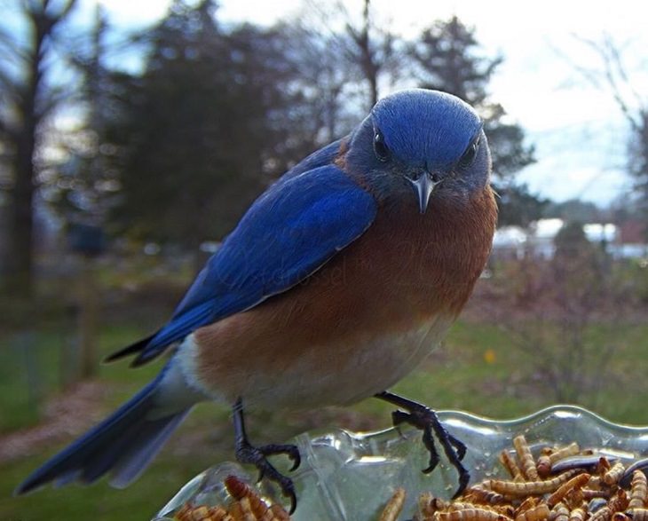 Photographs of different species of birds caught on camera by Lisa AKA Ostdrossel, using a camera attached to her bird feeder, Ragnar the Bluebird