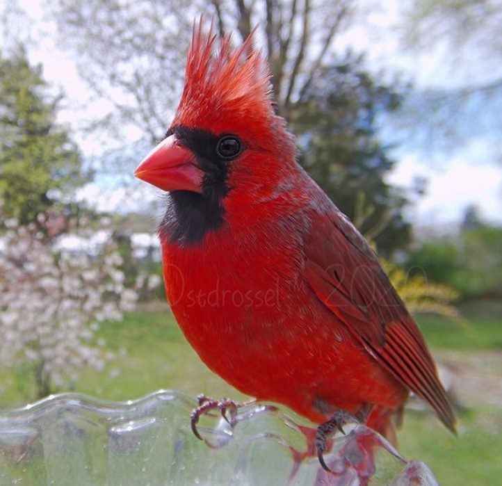 Photographs of different species of birds caught on camera by Lisa AKA Ostdrossel, using a camera attached to her bird feeder, The King of the Yard, a Northern Red Cardinal