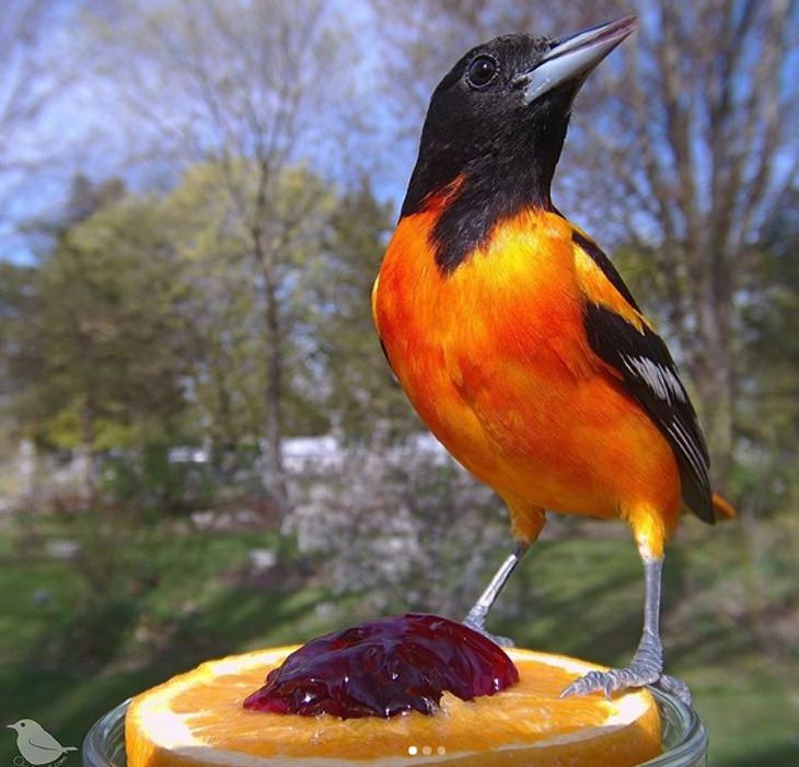 Photographs of different species of birds caught on camera by Lisa AKA Ostdrossel, using a camera attached to her bird feeder, adult male Baltimore Oriole