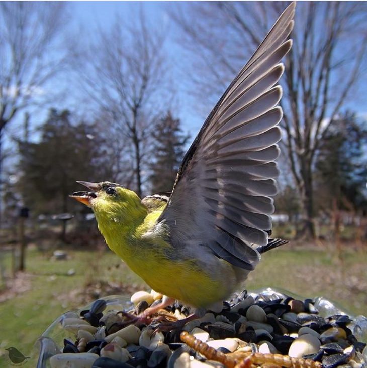 Photographs of different species of birds caught on camera by Lisa AKA Ostdrossel, using a camera attached to her bird feeder, An American Goldfinch stretches its wings toward the sun