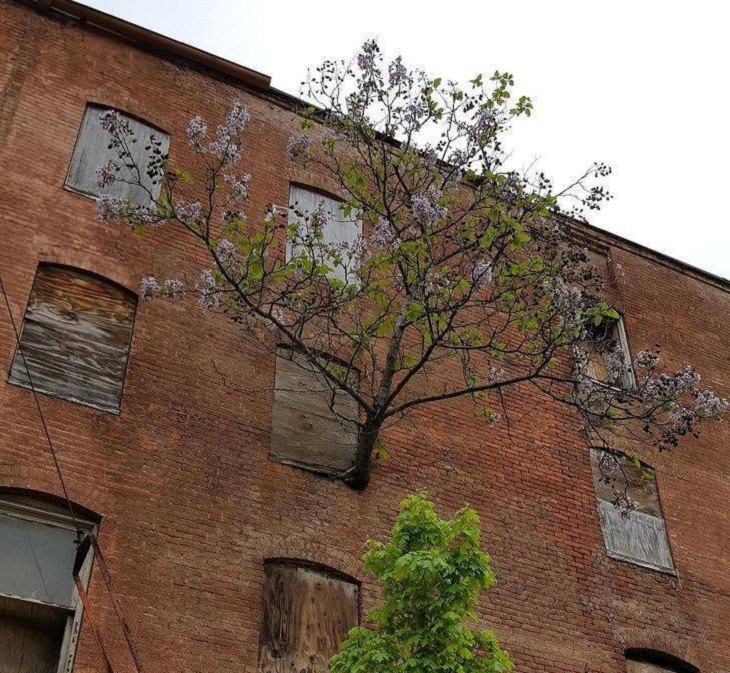 Pictures of natural wonders, powerful phenomenon and oddities in nature, tree grows from the side of a brick building, under a window