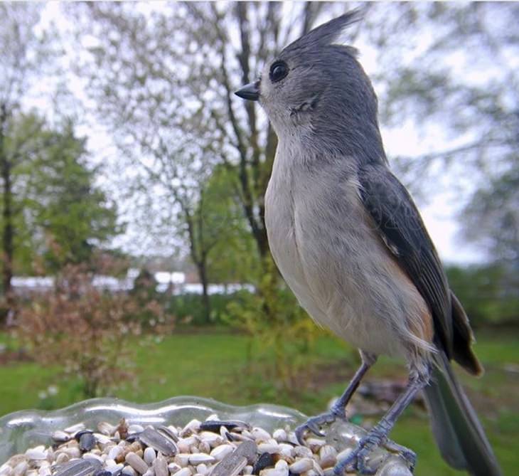 Photographs of different species of birds caught on camera by Lisa AKA Ostdrossel, using a camera attached to her bird feeder, Tufted Titmouse