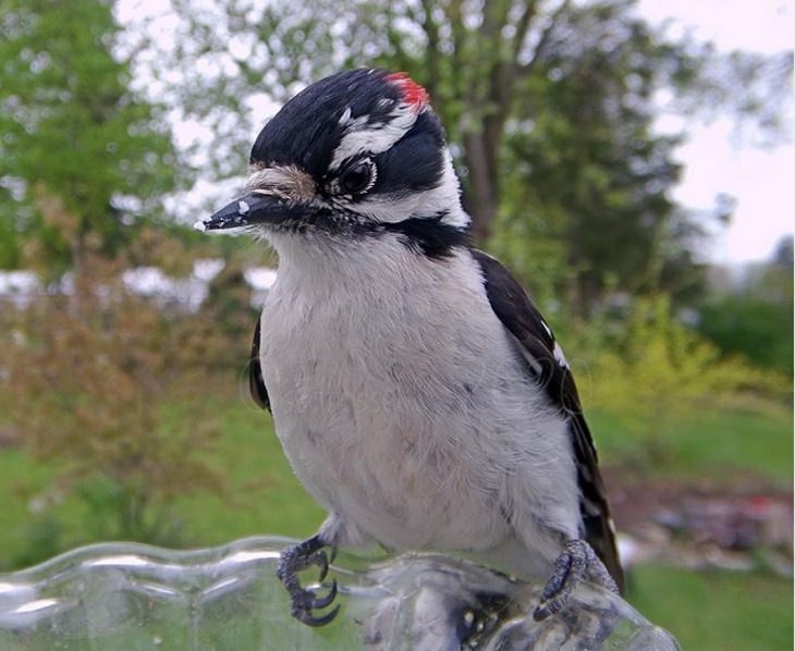 Photographs of different species of birds caught on camera by Lisa AKA Ostdrossel, using a camera attached to her bird feeder, Downy Woodpecker