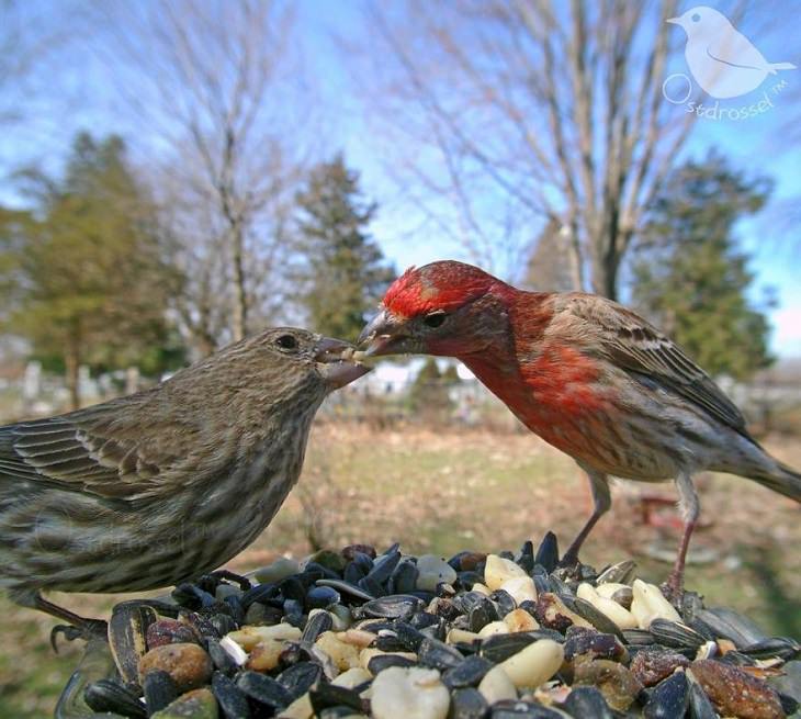 Photographs of different species of birds caught on camera by Lisa AKA Ostdrossel, using a camera attached to her bird feeder, House Finches
