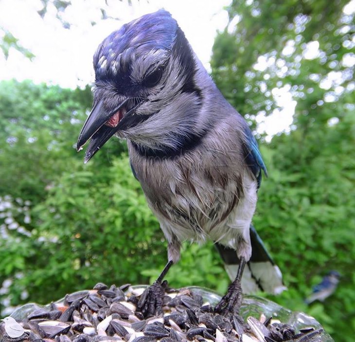 Photographs of different species of birds caught on camera by Lisa AKA Ostdrossel, using a camera attached to her bird feeder, wet Blue Jay