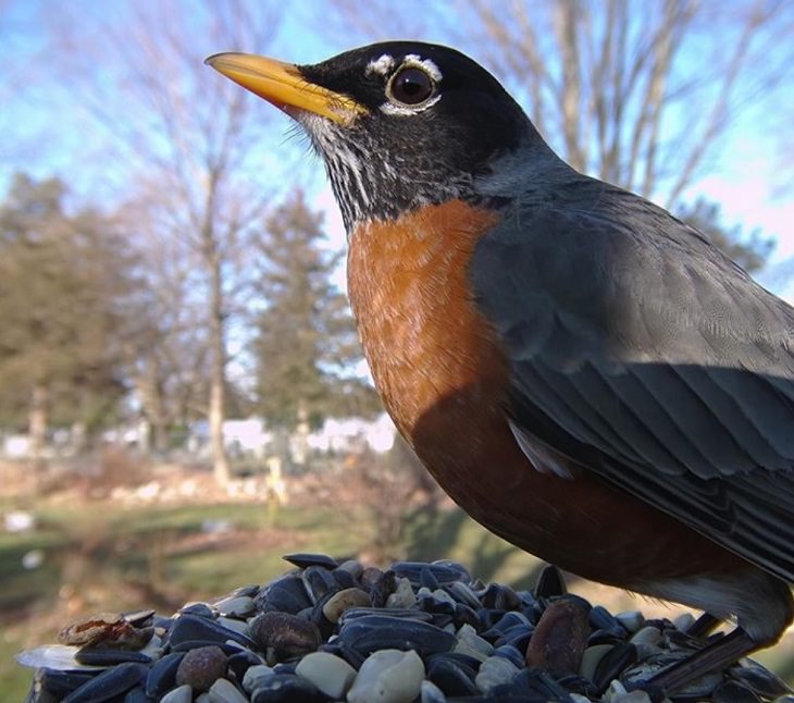 Photographs of different species of birds caught on camera by Lisa AKA Ostdrossel, using a camera attached to her bird feeder, American Robin