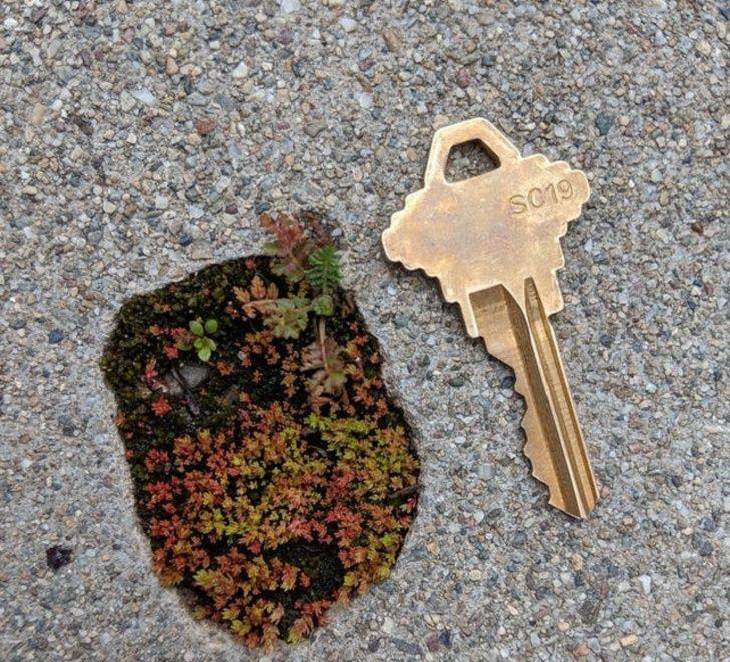 Pictures of natural wonders, powerful phenomenon and oddities in nature, A miniature garden that grew in a tiny pothole on the sidewalk