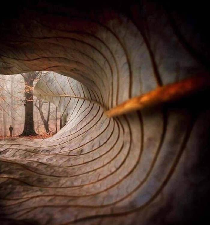 Pictures of natural wonders, powerful phenomenon and oddities in nature, view of a forest through a leaf