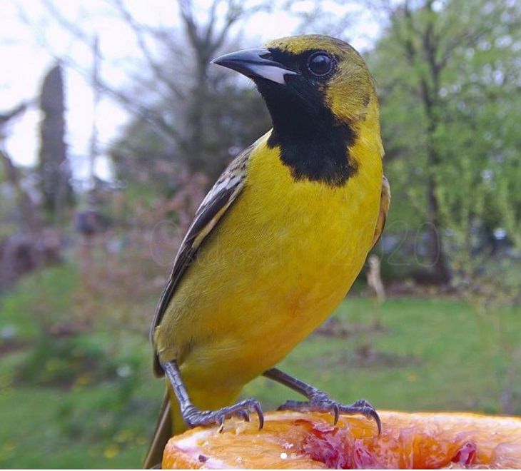 Photographs of different species of birds caught on camera by Lisa AKA Ostdrossel, using a camera attached to her bird feeder, Orchard Oriole