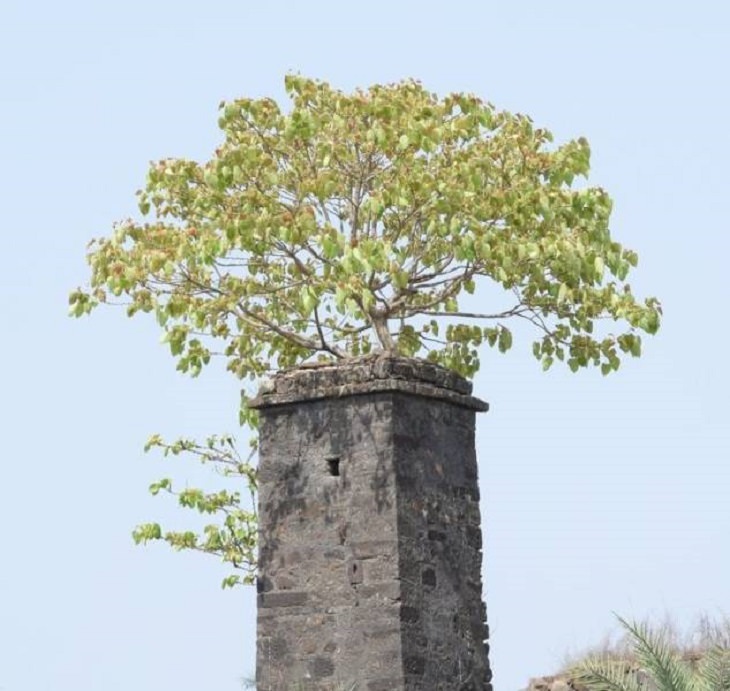 Pictures of natural wonders, powerful phenomenon and oddities in nature, tree grows through a cement chimney