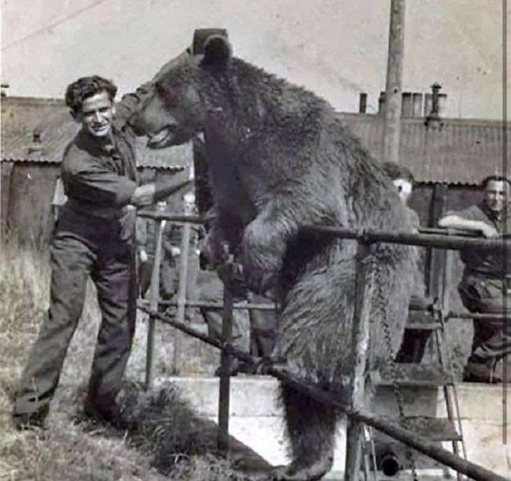 Pictures of natural wonders, powerful phenomenon and oddities in nature, a brown bear, named Wojtek (Happy Warrior), fought Nazis alongside Allied troops and carried ammunition, advancing to the rank of Corporal and enjoying a few drinks with his fellow soldiers when they were off duty