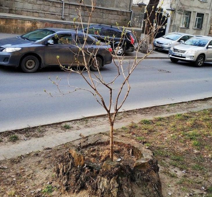 Pictures of natural wonders, powerful phenomenon and oddities in nature, small tree begins to grow again on the stump of a cut-down tree