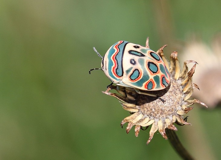 Most beautiful bugs and colorful insects found all over the world, Picasso Bug (Sphaerocoris annulus)