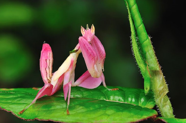 Most beautiful bugs and colorful insects found all over the world, Pink Orchid Mantis (Hymenopus coronatus)