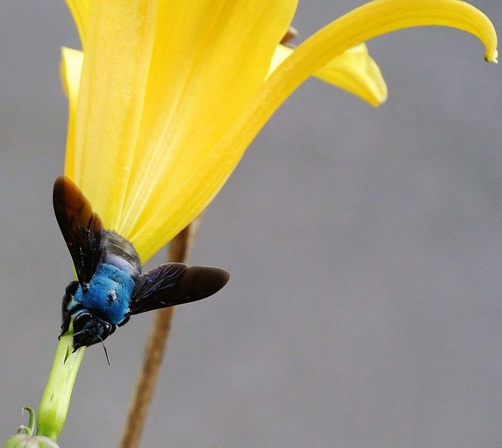 Most beautiful bugs and colorful insects found all over the world, Blue Carpenter Bee