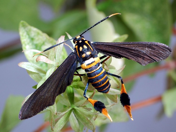 Most beautiful bugs and colorful insects found all over the world, Texas Wasp Moth (Horama panthalon)