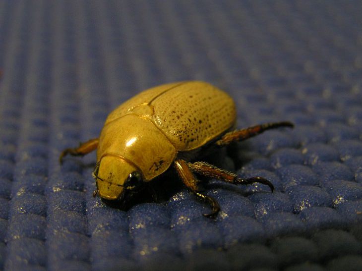 Most beautiful bugs and colorful insects found all over the world, Christmas Beetle (Anoplognathus)