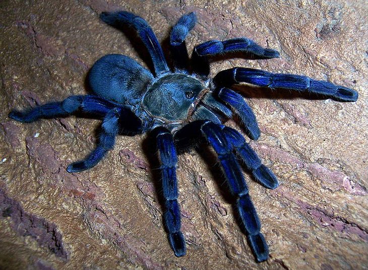Most beautiful bugs and colorful insects found all over the world, Cobalt Blue Tarantula (Haplopelma lividum)