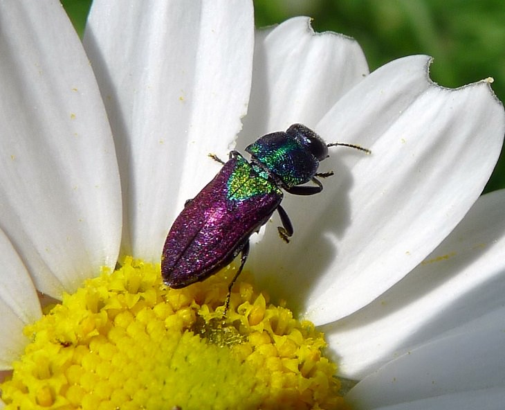 Most beautiful bugs and colorful insects found all over the world, Jewel Beetle (Anthaxia scutellaris)