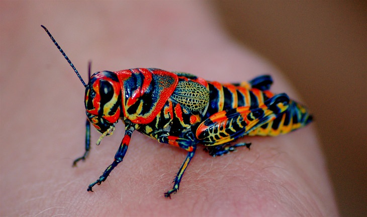 Most beautiful bugs and colorful insects found all over the world, Rainbow Grasshopper (Dactylotum bicolor