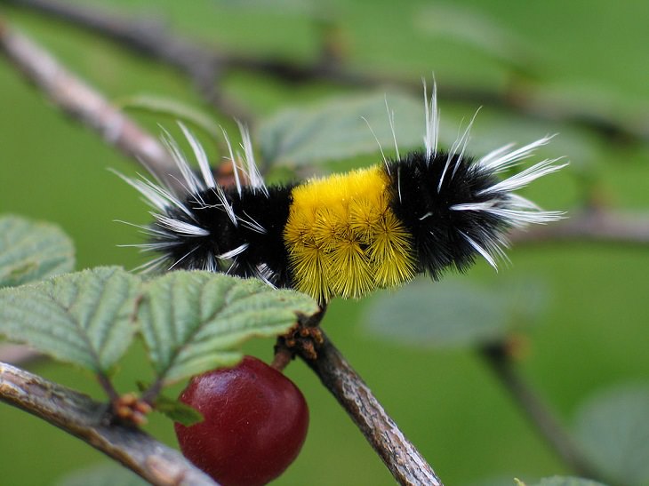 Most beautiful bugs and colorful insects found all over the world, Spotted tussock moth caterpillar (Lophocampa maculata)