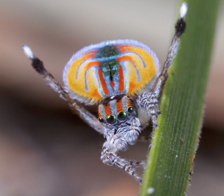 Most beautiful bugs and colorful insects found all over the world, Peacock Spider (Maratus Volans)