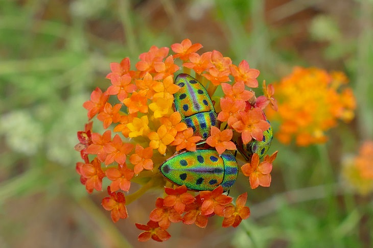 Most beautiful bugs and colorful insects found all over the world, Rainbow Shield Bug(Calidea Dregii)
