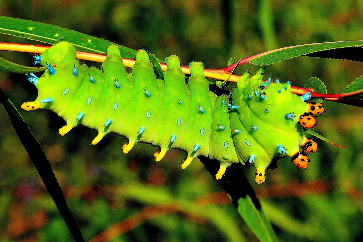 Most beautiful bugs and colorful insects found all over the world, Cecropia Moth Caterpillar (Hyalophora cecropia)