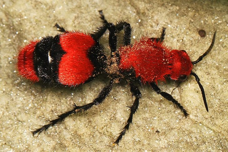 Most beautiful bugs and colorful insects found all over the world, Red Velvet Ant ( Dasymutilla occidentalis)