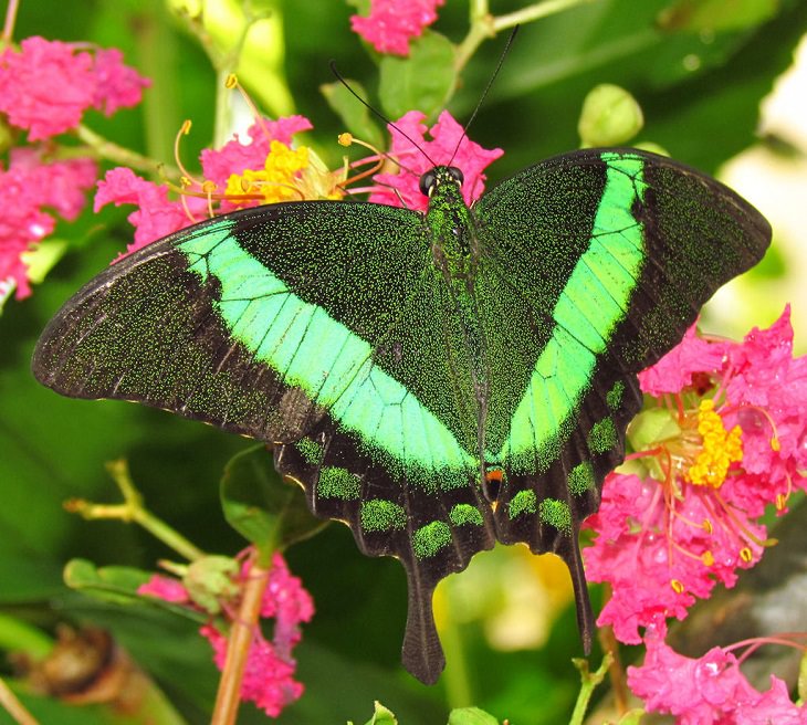 Most beautiful bugs and colorful insects found all over the world, Emerald Swallowtail (Papilio palinurus)