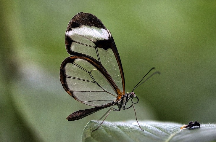 Most beautiful bugs and colorful insects found all over the world, Glasswing Butterfly (Greta Oto)
