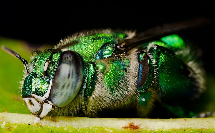 Most beautiful bugs and colorful insects found all over the world, Orchid Bee (Euglossa viridissima)