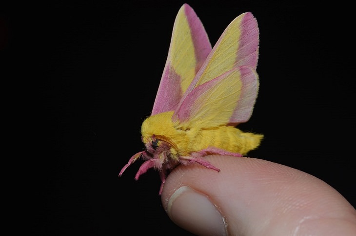 Most beautiful bugs and colorful insects found all over the world, Rosy Maple Moth (Dryocampa rubicunda)