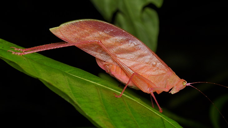 Most beautiful bugs and colorful insects found all over the world, Pink Katydid (Amblycorypha oblongifolia)