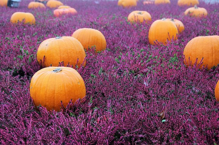 Weirdest, strangest and most bizarre things ever stolen, 200 pumpkins from Kuehm family pumpkin stand in New Jersey