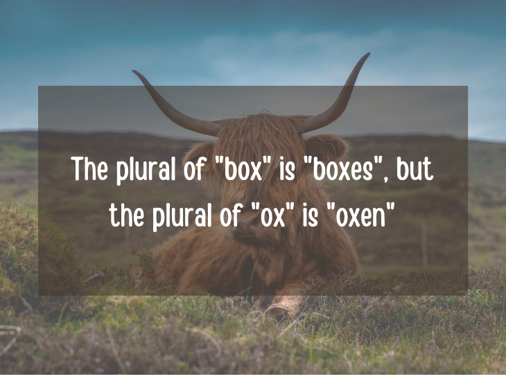 Examples and facts that show that English is a funny language, The plural of “box” is “boxes”, but the plural of “ox” is “oxen”
