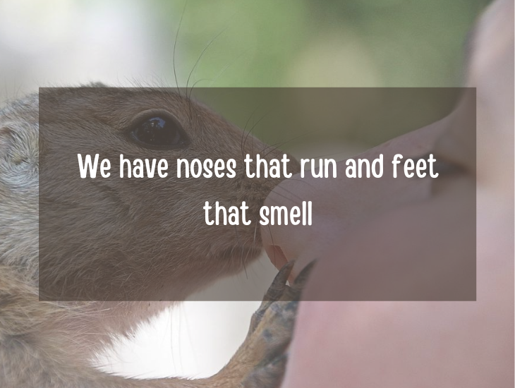 Examples and facts that show that English is a funny language, We have noses that run and feet that smell