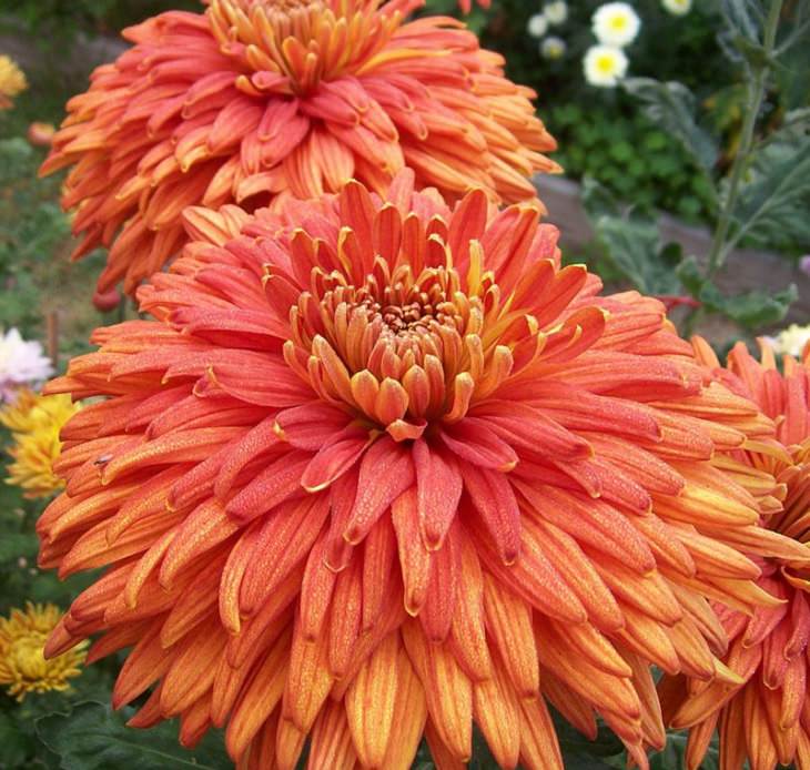 Different beautiful and colorful species, hybrids and types of Chrysanthemums, Flame Symbol Chrysanthemum