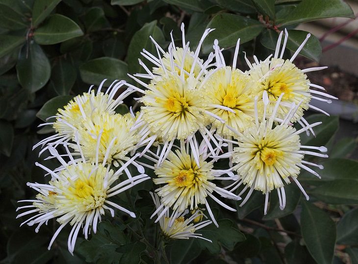 Different beautiful and colorful species, hybrids and types of Chrysanthemums, Chrysanthemum Vesuvius