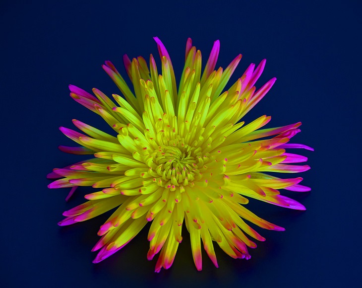 Different beautiful and colorful species, hybrids and types of Chrysanthemums, Spider Bloom Chrysanthemum