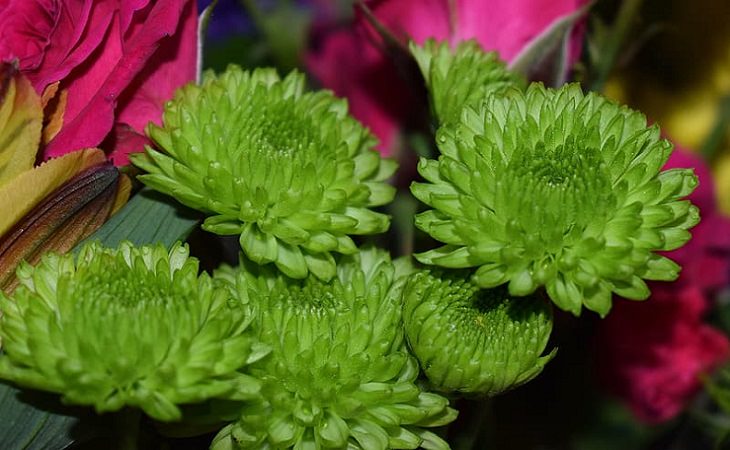Different beautiful and colorful species, hybrids and types of Chrysanthemums, Anastasia Green Chrysanthemum