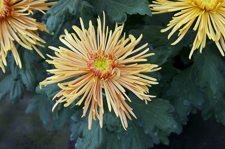 Different beautiful and colorful species, hybrids and types of Chrysanthemums, Chrysanthemum Tokyo