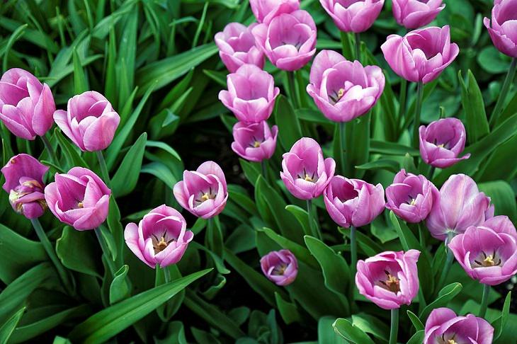 Different colorful varieties of tulips that are the most beautiful in the world, Triumph Alibi Tulip