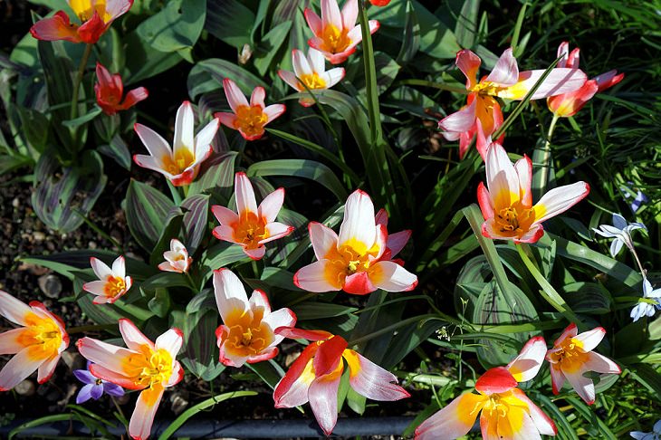 Different colorful varieties of tulips that are the most beautiful in the world, Water Lily Tulip