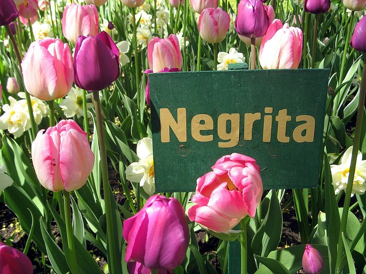 Different colorful varieties of tulips that are the most beautiful in the world, Negrita Tulip