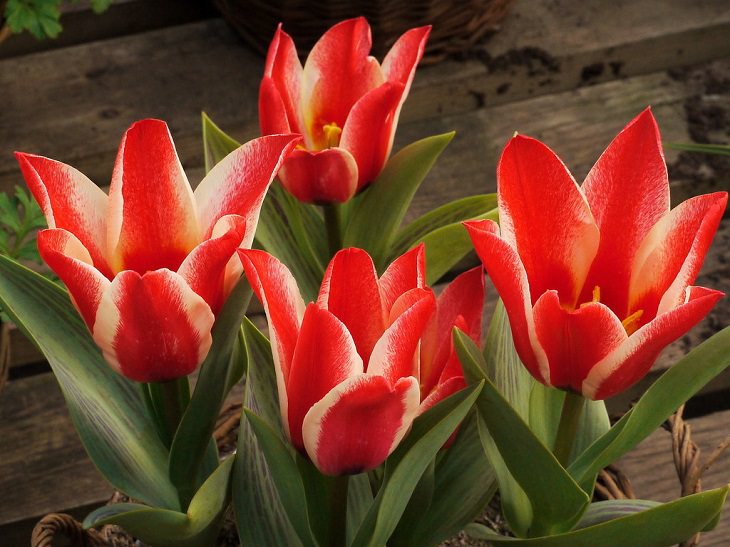 Different colorful varieties of tulips that are the most beautiful in the world, Pinocchio Tulip