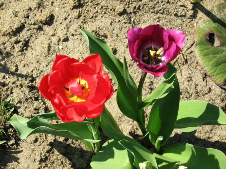 Different colorful varieties of tulips that are the most beautiful in the world, Didier’s Tulip