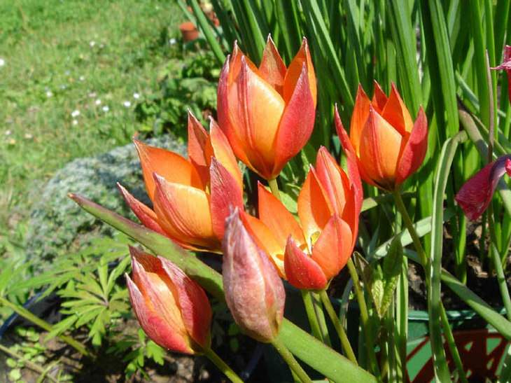 Different colorful varieties of tulips that are the most beautiful in the world, Tulip Little Princess