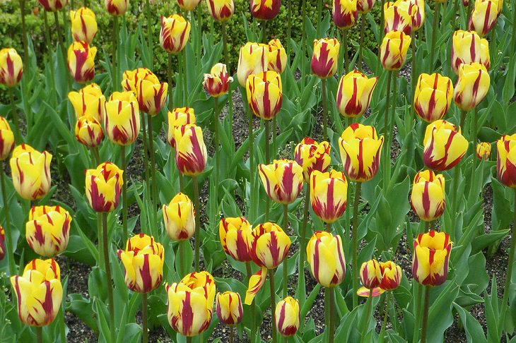 Different colorful varieties of tulips that are the most beautiful in the world, Helmar Tulip
